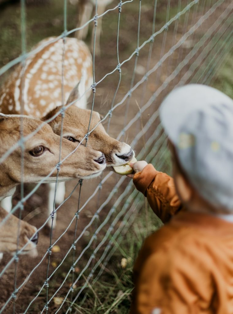 boy feeding brown deers during daytime